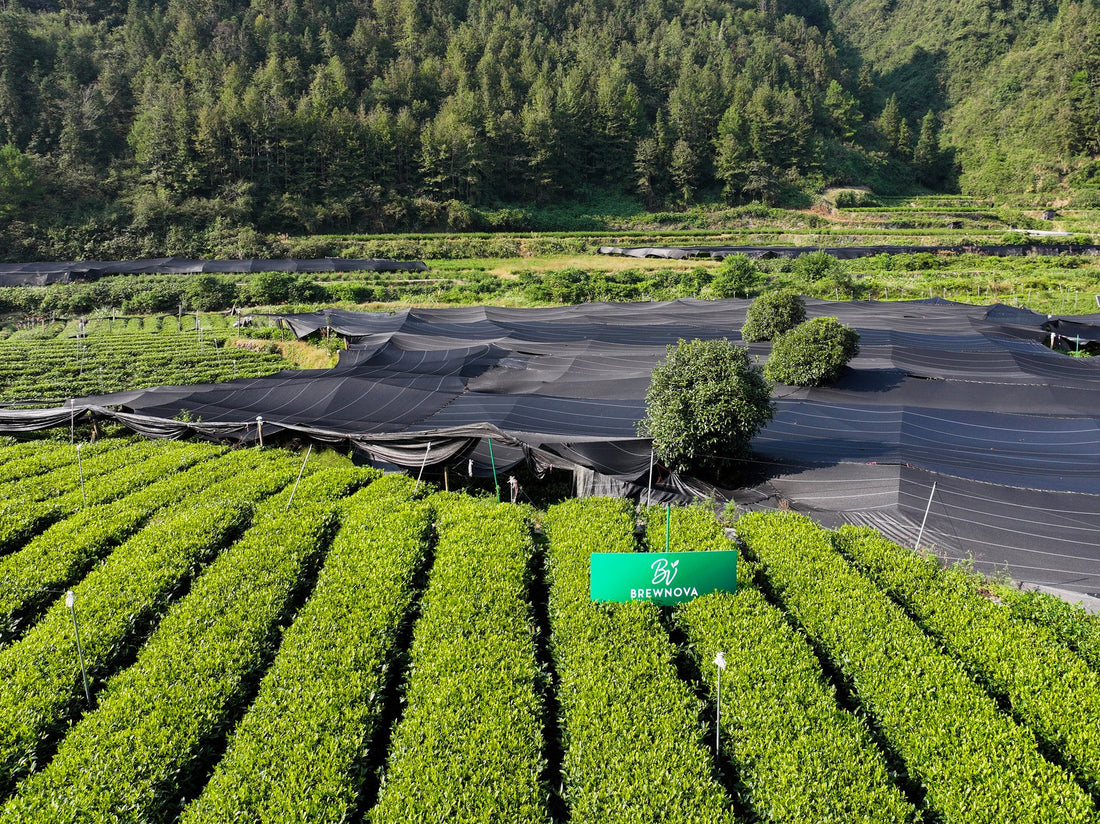 Baojing Golden Tea: An Ecological Treasure Nurtured by Mountain Mists