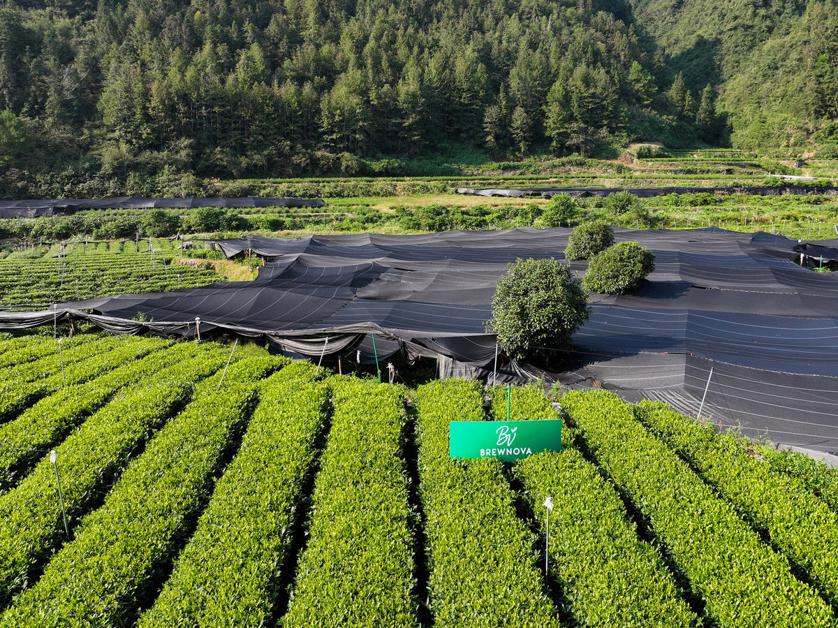 Baojing Golden Tea: An Ecological Treasure Nurtured by Mountain Mists