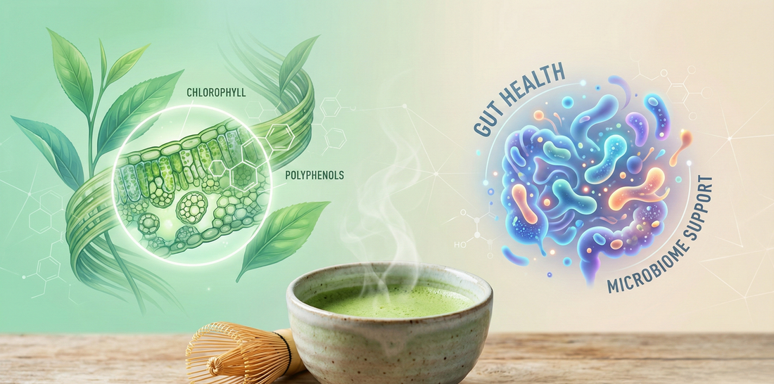 Matcha and Your Microbiome: Understanding Fiber and Plant Compounds